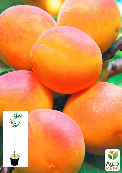 Абрикос "NJA 19"  укорененный в контейнере (саженец 2 года)