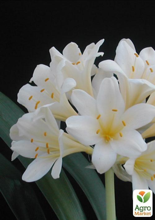 Кливия "Білий парус" (Clivia miniata crocata) дм 13 см вис. 65 см