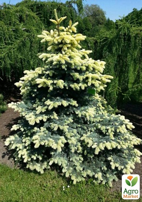 Ялина колюча "Bialobok" С10, висота 50-60см - фото 2