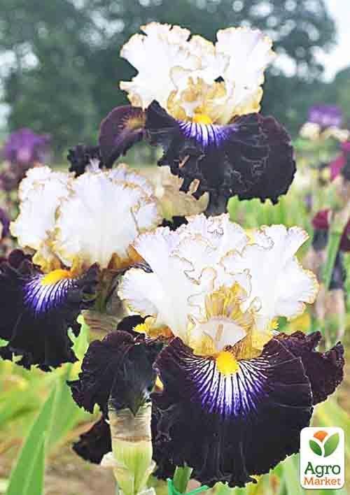 Ирис бородатый крупноцветковый "Tall Beard"  1шт в упаковке