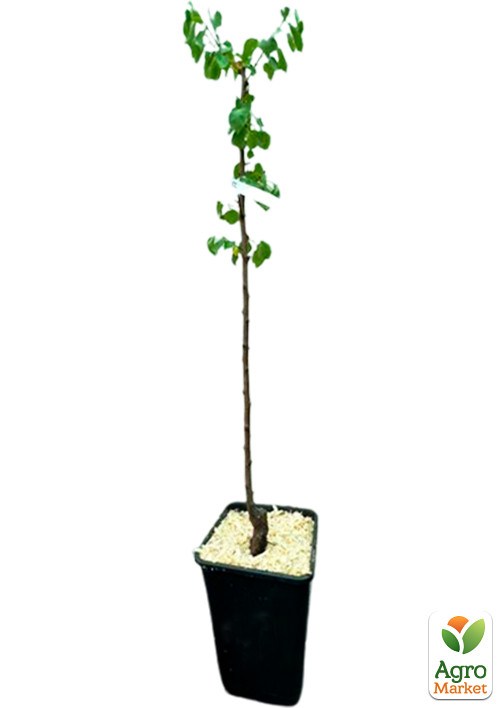 Абрикос "Харгранд" укорененный в контейнере (саженец 2 года) - фото 3