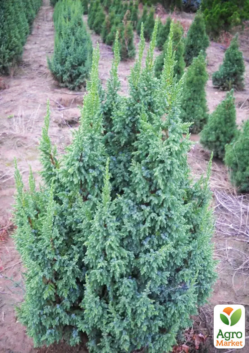 Можжевельник чешуйчатый 3-х летний "Loderi" С2, высота 20-25см