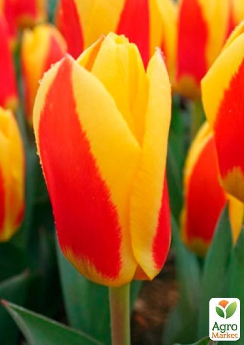 Тюльпан "Stresa" (розмір 11/12, великий) 3шт в упаковці