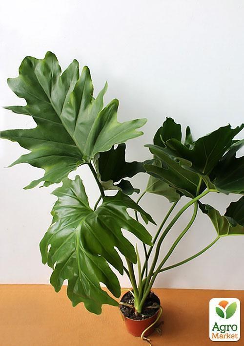 Филодендрон "Philodendron Xanadu" дм 21 см выс. 50 см