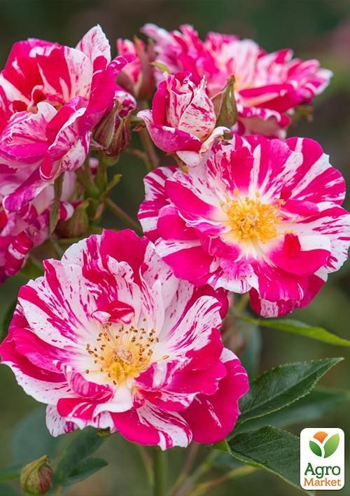 Роза патио "Старс энд Страйпс"