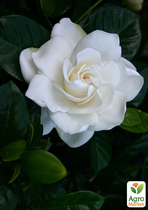 Гардения жасминовидная "Fortune" (Gardenia jasminoides) - фото 5