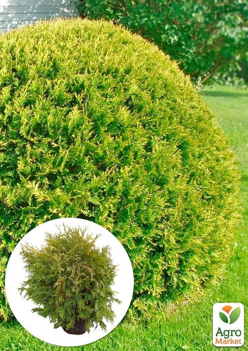 Туя західна "Golden Globe" (ком/сітка) діаметр 60-80 см