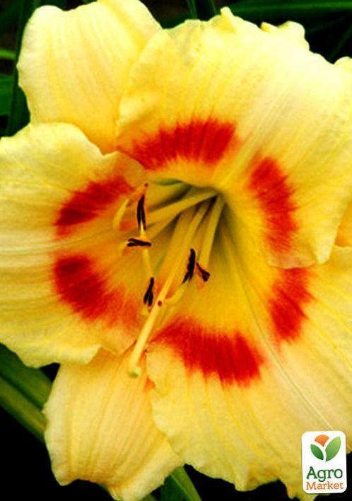 Лилейник "Siloam Valentine" 1шт в упаковке - фото 3