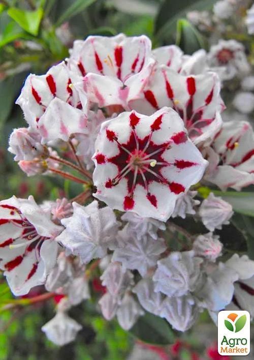 Кальмія latifolia "Bumblebee"