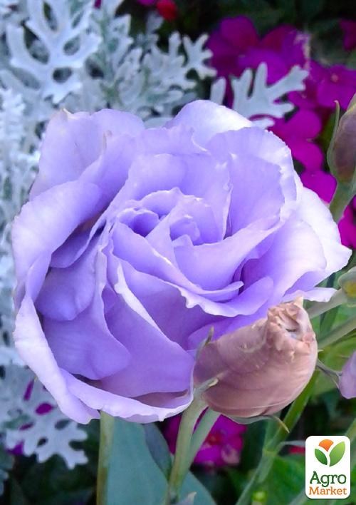 Эустома махровая "Corelli Lavender" укорененная в контейнере Р9