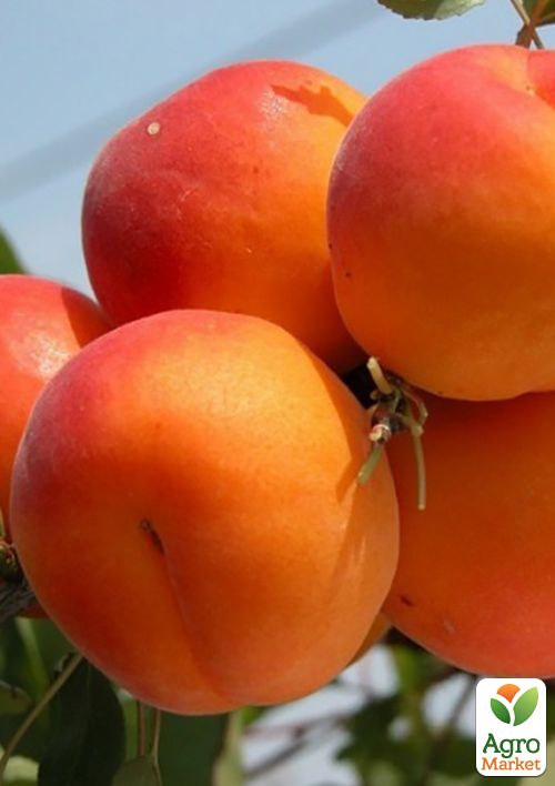 Абрикос "Нельсон" (крупноплодный, средний срок созревания)