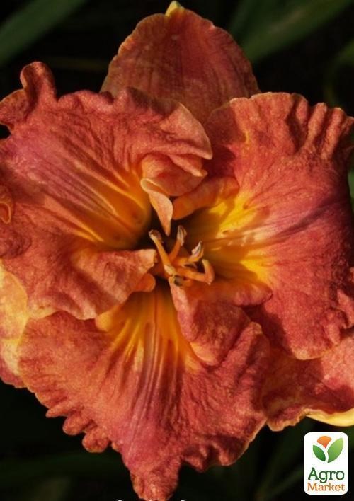 Лілійник "Carved Initials" - фото 2