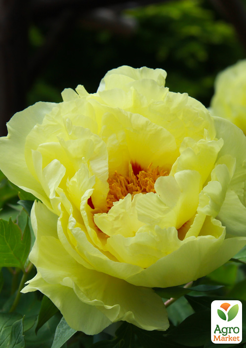 Пион древовидный "Hai Huang" (Китай, саженец 2 года)