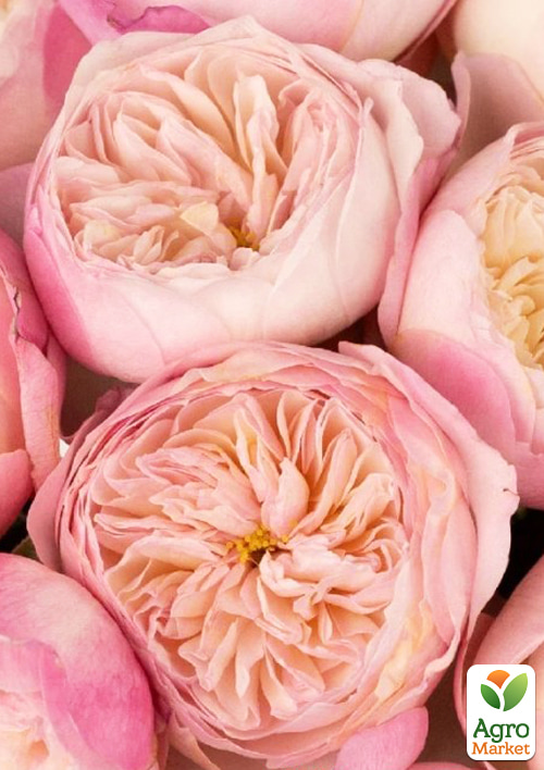 Роза английская "Констанц" в контейнере, высший сорт - фото 5