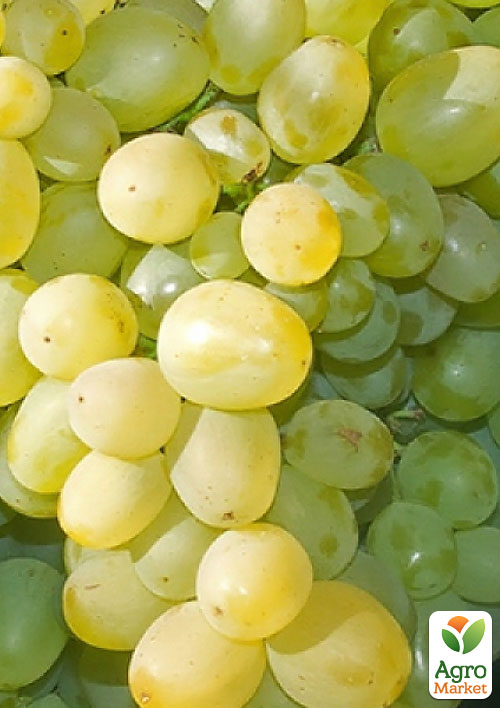 Виноград "Монарх" (ранне - средний, очень крупная ягода)