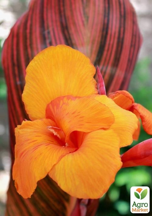 Канна Пестролистная"Durban" 