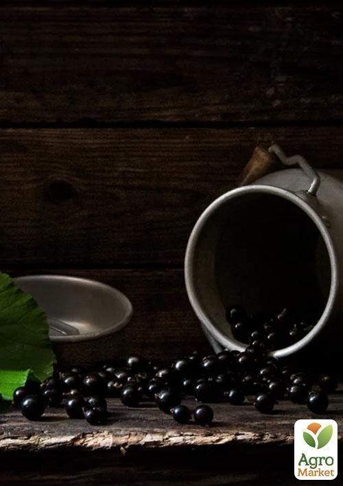 Смородина чорна "Гоферт" (Gofert) (ранній термін дозрівання, високоврожайний сорт) - фото 3