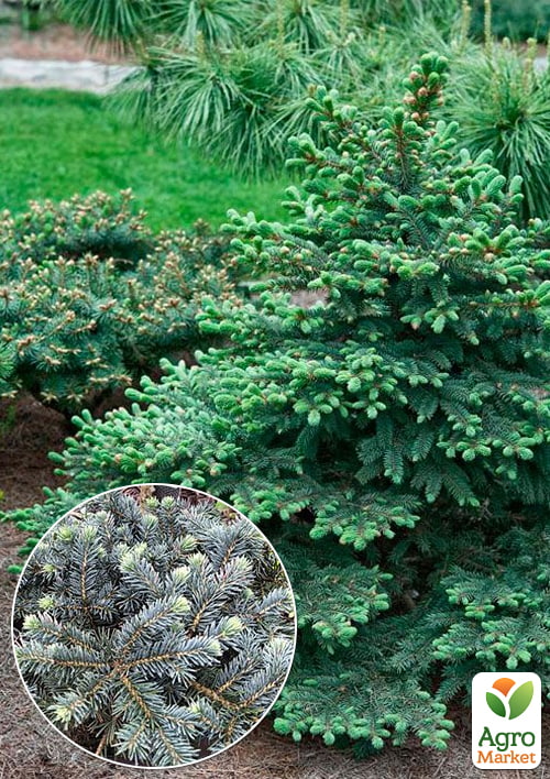 Ель колючая "Waldbrunn" С2, диаметр 15-20см
