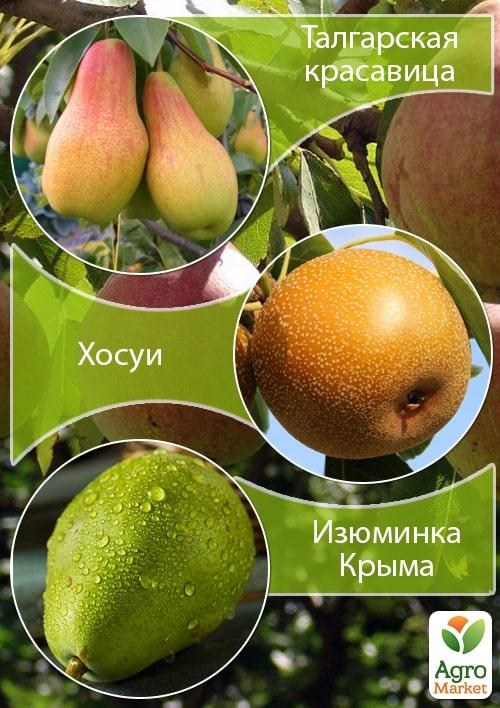 Дерево-сад Груша "Талгарська красуня + Хосуї + Родзинка Криму"