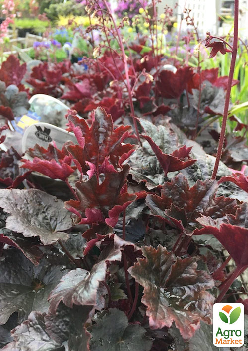 Гейхера (Heuchera) "Heuchera Emperor`s New Clothes Purple" 