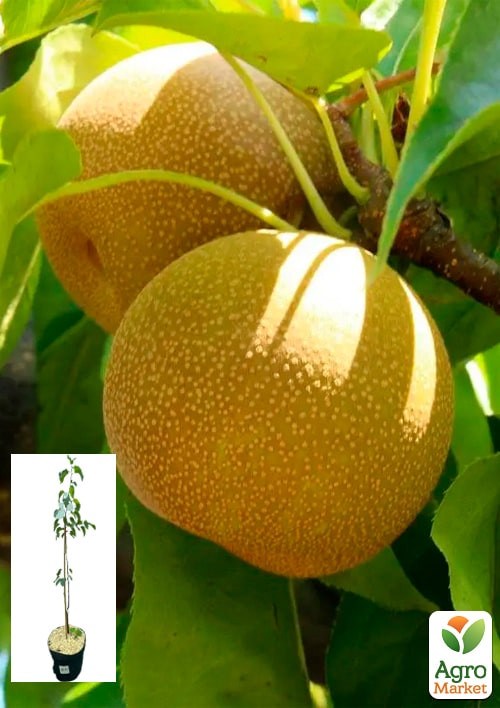 Груша азиатская "Хосуи" укорененная в контейнере (саженец 2 года)