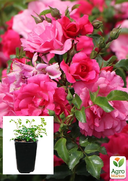 Роза в контейнере почвопокровная "Heidetraum" (саженец класса АА+)