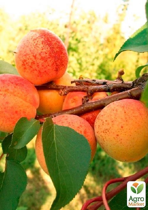 Абрикос "Хар О`Гем" - фото 3