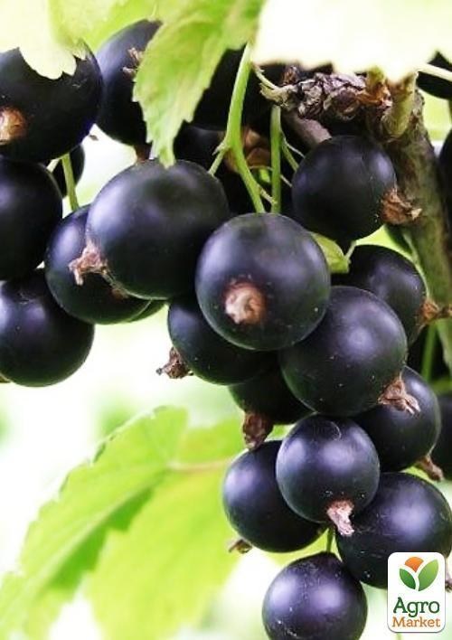 Смородина чорна "Софіївська" (середньо-пізній термін дозрівання, великоплідний сорт)