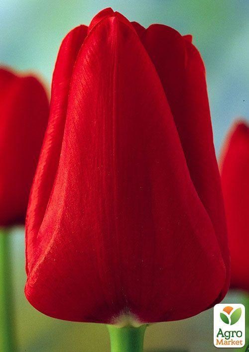 Тюльпан "IIle de France" 3шт в упаковке