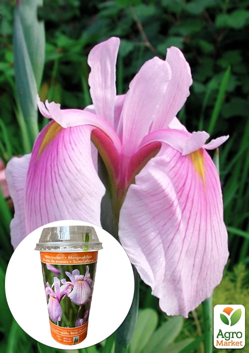 LMTD Ирис гладкий (нимфея) "Laevigata Rose Queen"  