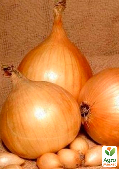 Голландська цибуля-сіянка 0.5кг (арбажейка) пізній, жовтий "Sturon"