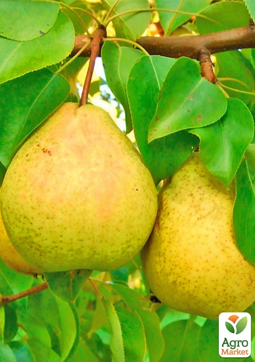 Груша "Жозефина" (зимний сорт, поздний срок созревания)