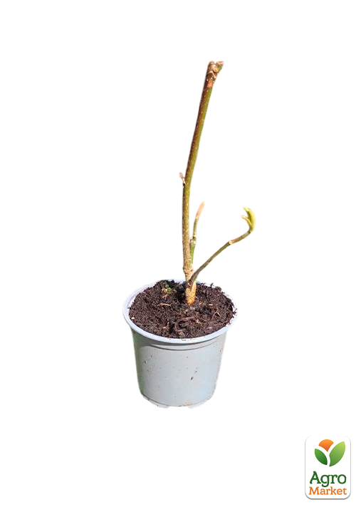 Магнолия 2-х летняя бруклинская "Black Beauty" (высота 25-30см) - фото 3