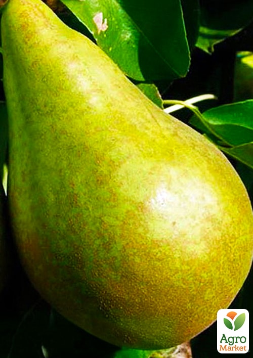 Груша "Давид" (зимний сорт, поздний срок созревания)