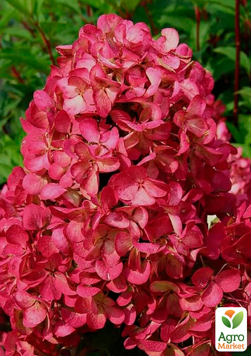 Гортензія волотиста "Magical Vesuvio" вазон Р9