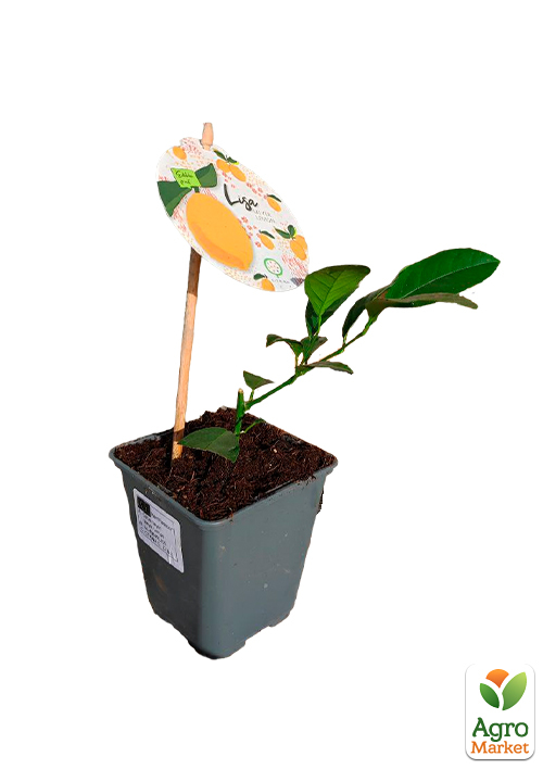 LMTD Лимон "Meyeri" (рослина 2 роки) висота 20-30см - фото 5