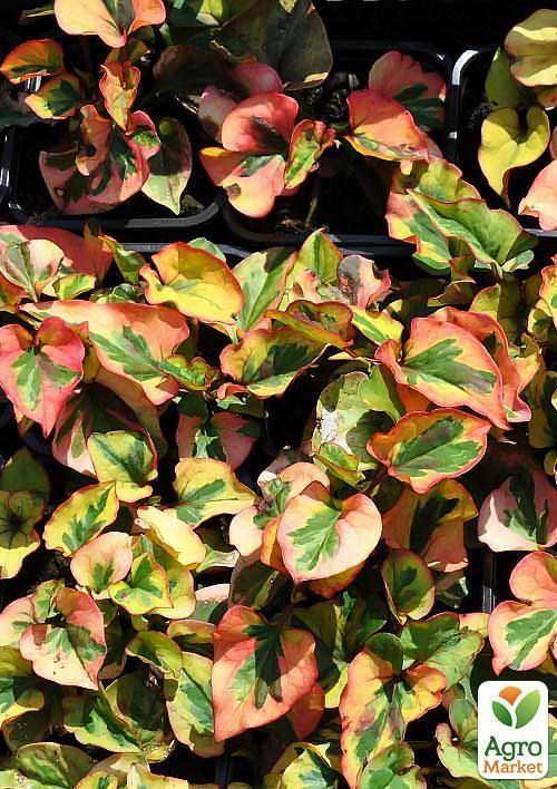 Хоуттюйния сердцевидная Хамелеон - фото 5