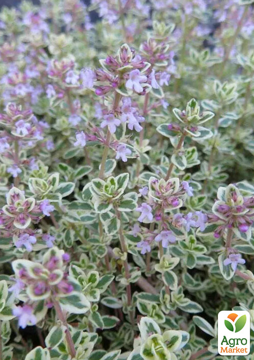 Чебрець лимоннопахучий "Silver Queen"