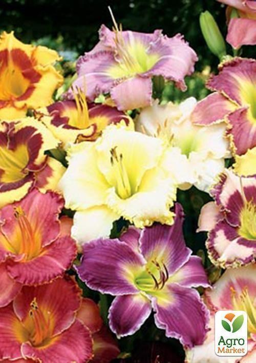 Лилейник "Микс" 5 шт в упаковке