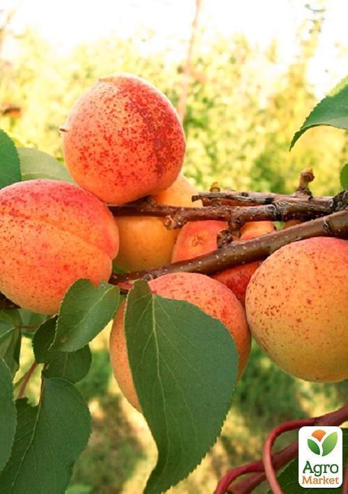 Абрикос "Монастырский" (летний сорт, средний срок созревания)