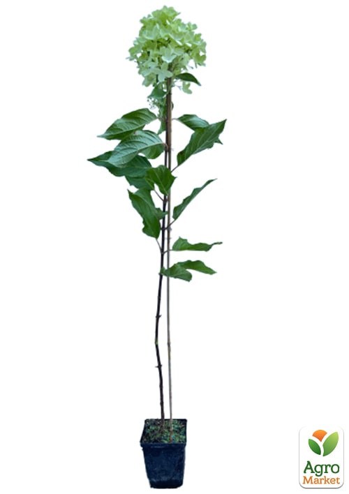 Гортензия 3-х летка метельчатая "Graffiti" - фото 2