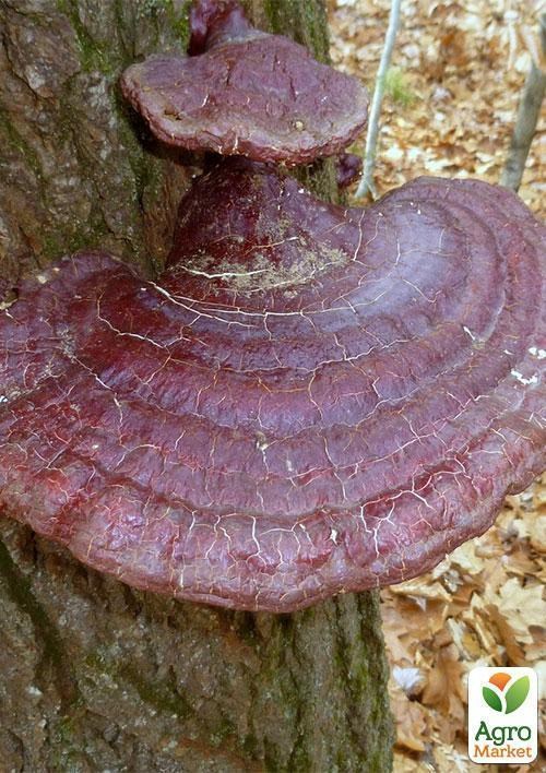 Мицелий на дубовых брусочках "Трутовик хвойный" 10шт