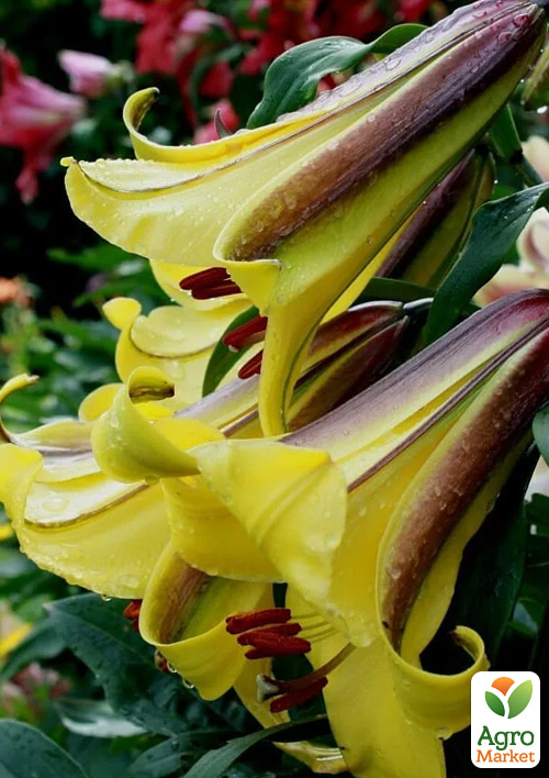 Лілія Трубчаста «Golden Splendour»