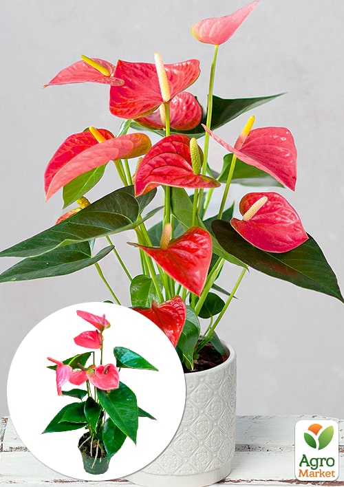 Антуриум (Anthurium) "Shell Coral" высота 20-30см