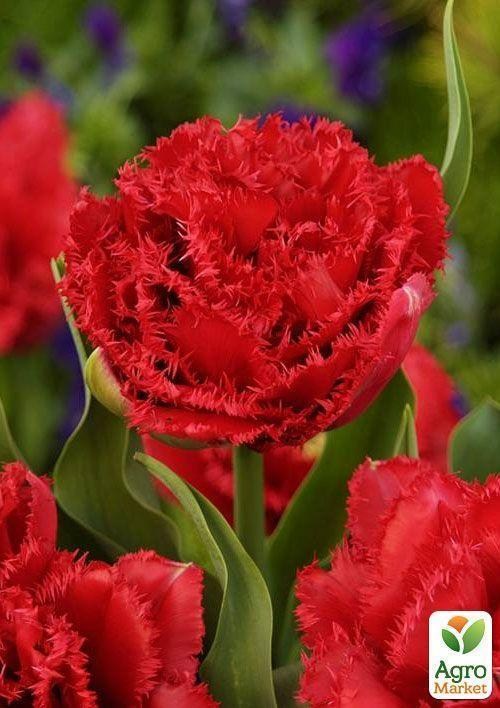 Тюльпан "Lion King" (розмір 10/11, великий) 2шт в упаковці