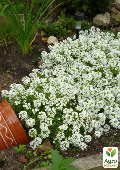 Алиссум (Лобулярия) "Wonderland White" 