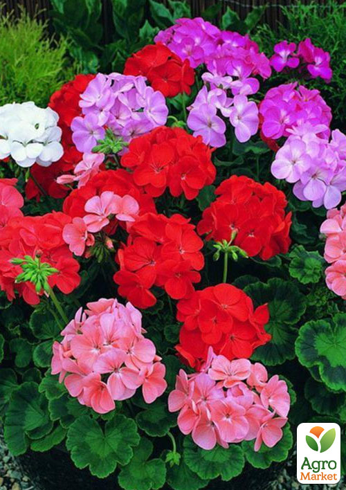 Уценка! Пеларгония "Mix" 
