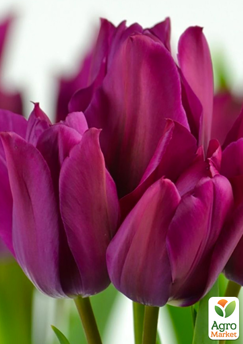 Тюльпан "Night Club" (многоцветковый) 