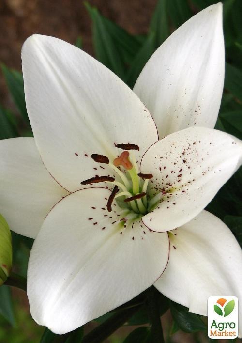 Лилия "Eyeliner" 