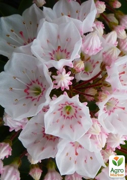 Кальмія latifolia "Elf"